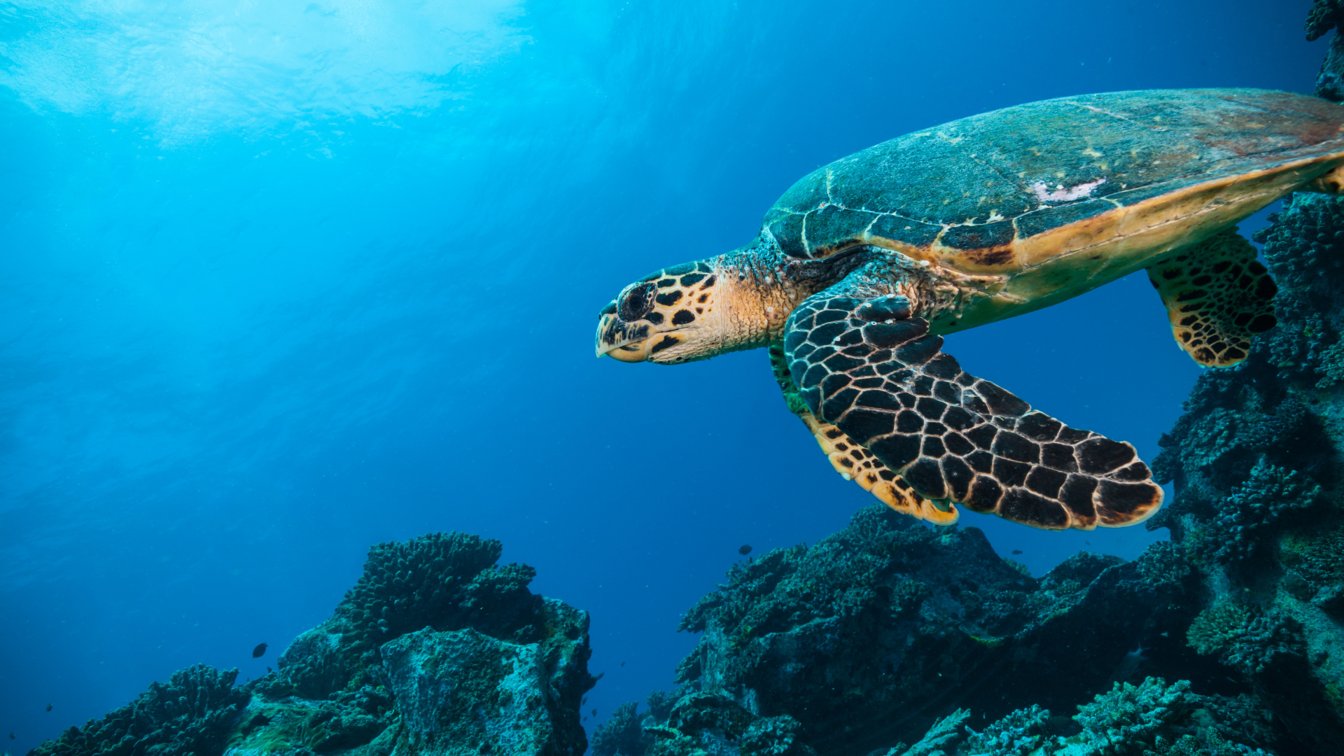 Contact Crystal Reef Bookings